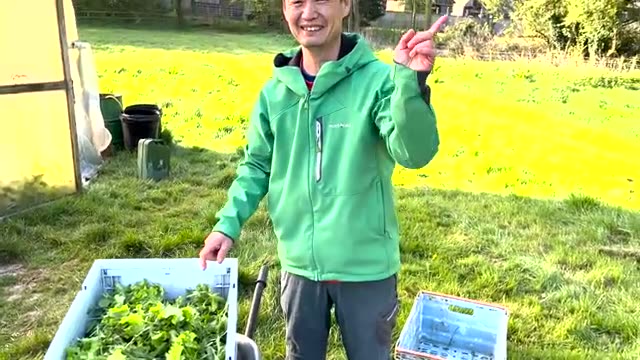 朝の葉野菜収穫と用途に合わせた袋の使い分け