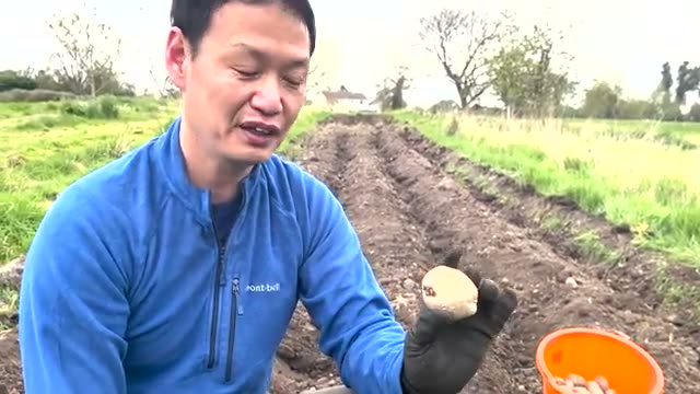 ジャガイモ栽培の基本|種芋の準備と芽出し