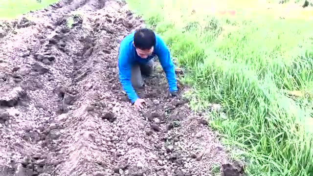 粘土質の固い土でも育つ|覆土と土寄せの重要性