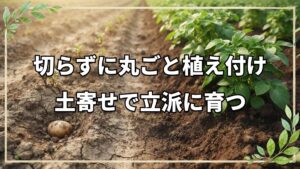 自然栽培ジャガイモの植え付けと野菜の出荷管理|長持ちさせる袋選びと土寄せの重要性