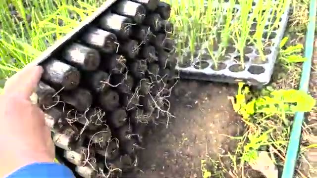 13年間何も入れない「土だけ」の自然栽培圃場
