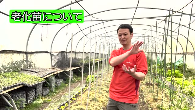 2. 「老化苗」は植えても大丈夫?