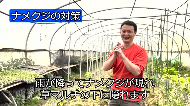 4. 草マルチとナメクジ対策〜時期と天候を見極める〜
