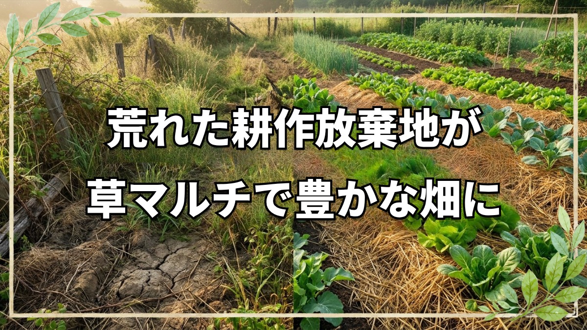 耕作放棄地から始める自然栽培の基本