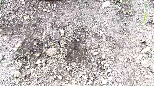 【実験検証】草マルチの保水効果を比較