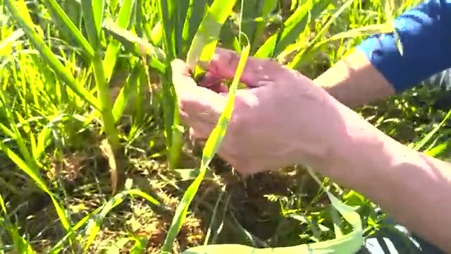 現場の実践例:粘土質・地下茎雑草の圃場でも大玉ニンニクが育つ