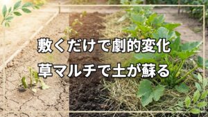 草マルチで収穫量向上!自然栽培の知恵