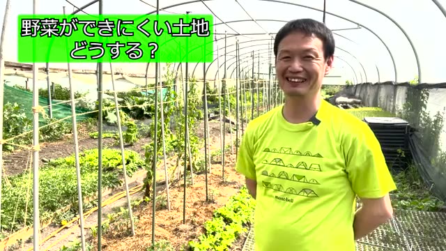 野菜が育たず葉が黄色くなる土への4つの改善策