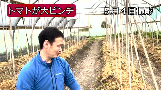 強い霜でトマトの苗が大ダメージを受ける