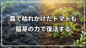 霜被害で枯れかけたトマトが復活した理由。自然栽培20年の今橋さんが語る植物の生命力