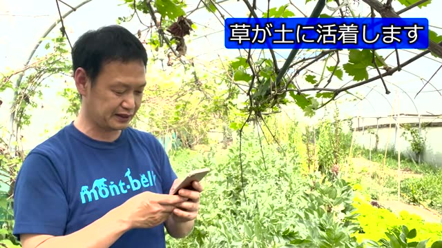 芝生やツユクサを活用する工夫