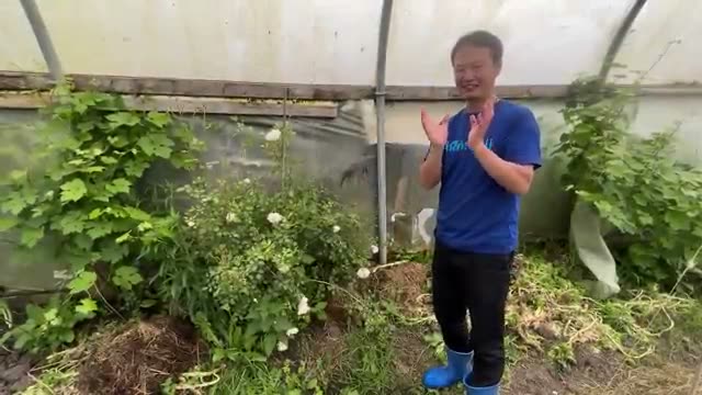 市販苗から始める無肥料・無農薬のバラ栽培