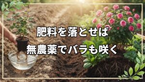 畝の側面活用と無農薬バラの育て方