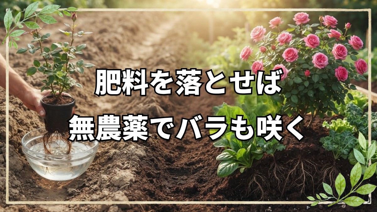 畝の側面活用と無農薬バラの育て方