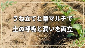 自然農法の畑選びと畝立ての極意