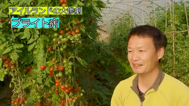 歴史的な被害をもたらした「ブライト病」とは