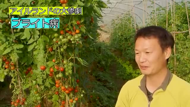 600本のトマトが全滅の危機に陥った体験