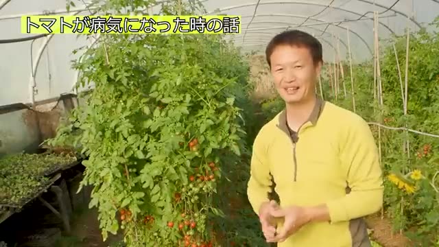 諦めかけたトマトが病気を克服するまでの経過
