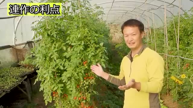 「土が野菜の作り方を覚える」連作のメリットと注意点