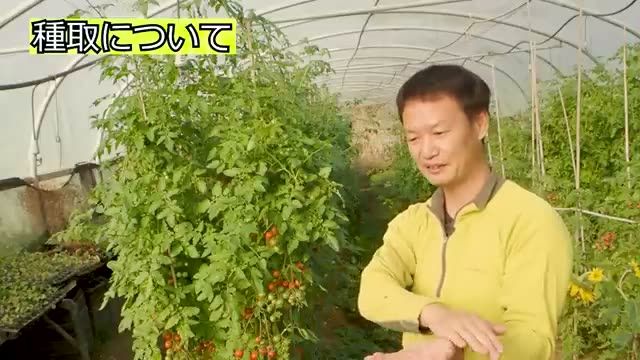 気候や病気の記憶を受け継ぐ自家採種の重要性