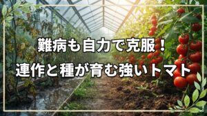 トマトが難病克服！連作と自家採種の力