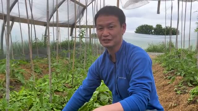 3. 自家採種カボチャの定植ポイント