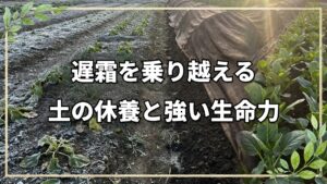 遅霜対策と連作後の土の休ませ方