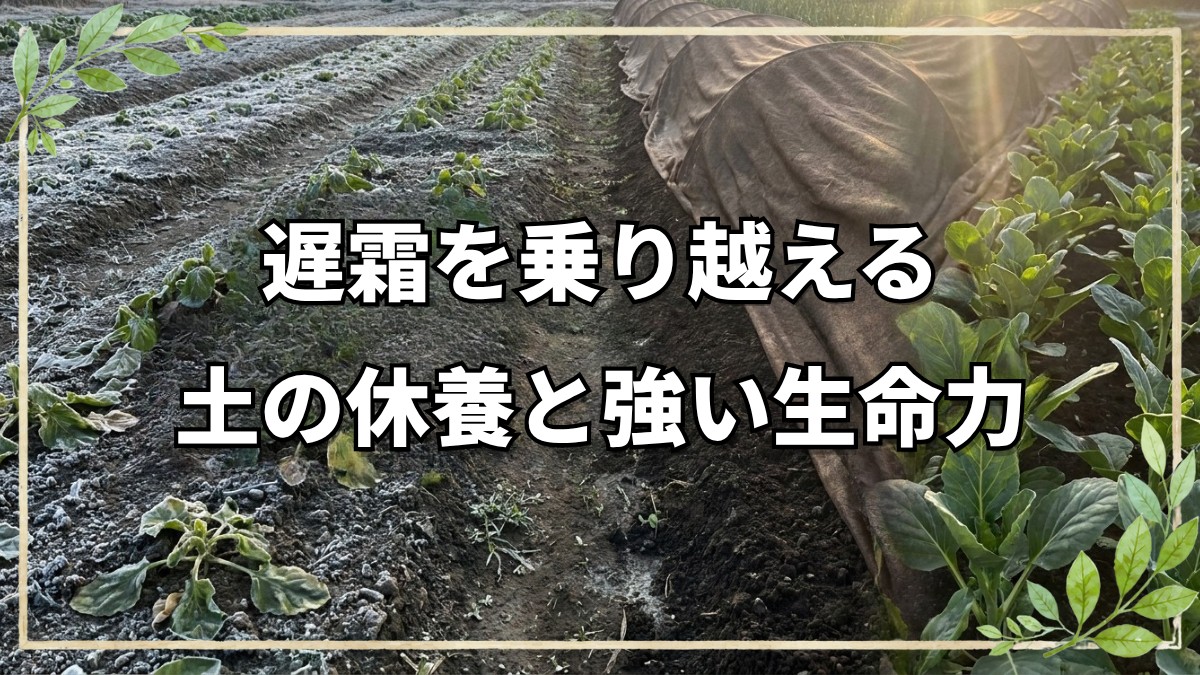 遅霜対策と連作後の土の休ませ方
