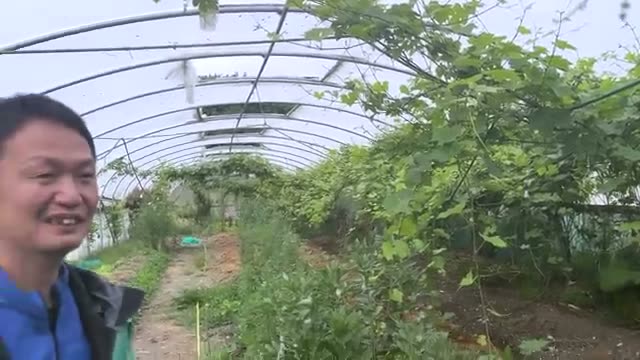 あえて剪定しないブドウと害虫を避けるリスク管理