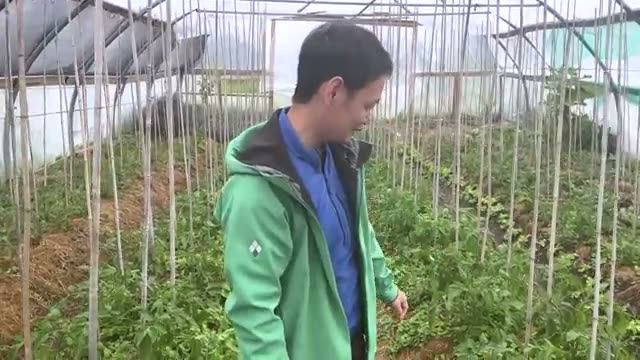 畝の側面まで活かすハウス内の栽培と収穫の工夫