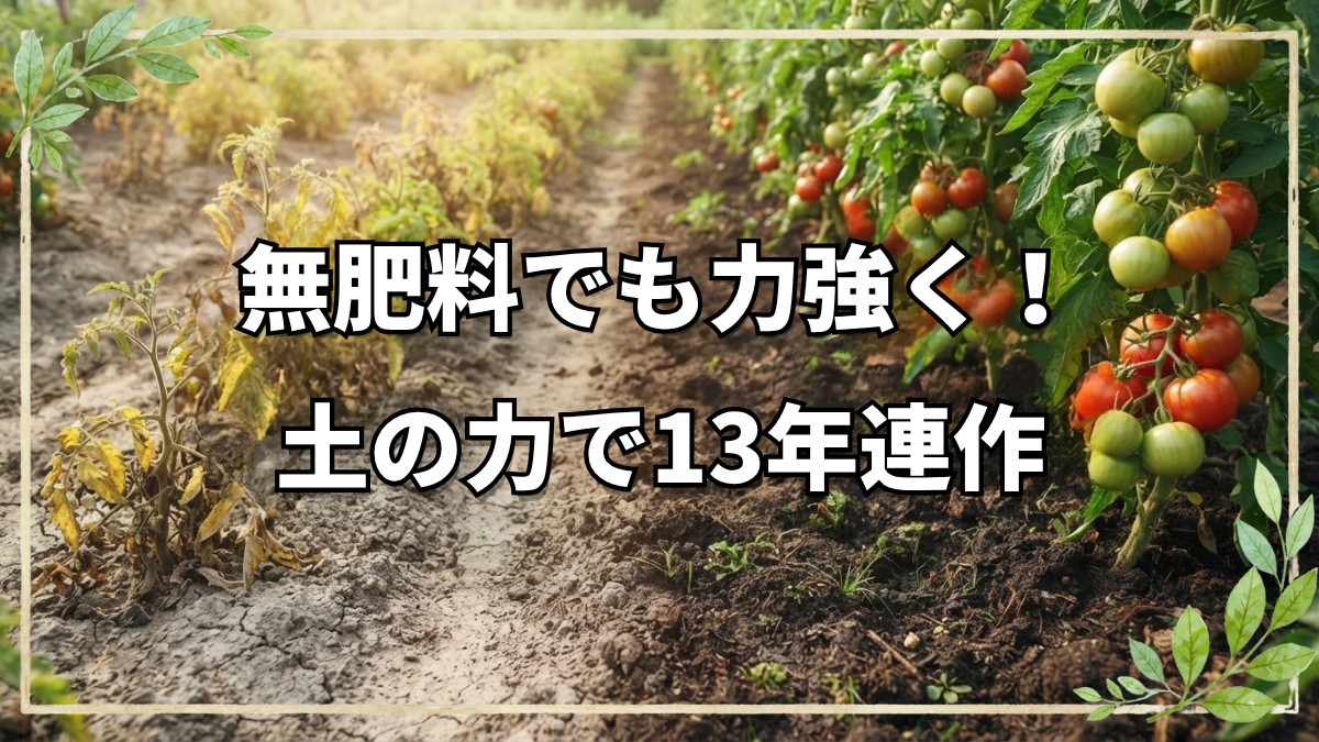 肥料も堆肥も使わず13年。土の力だけで育つ5月の畑とハウス栽培