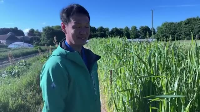 4. 混植に頼らない古代麦の力強さと自給資材の循環