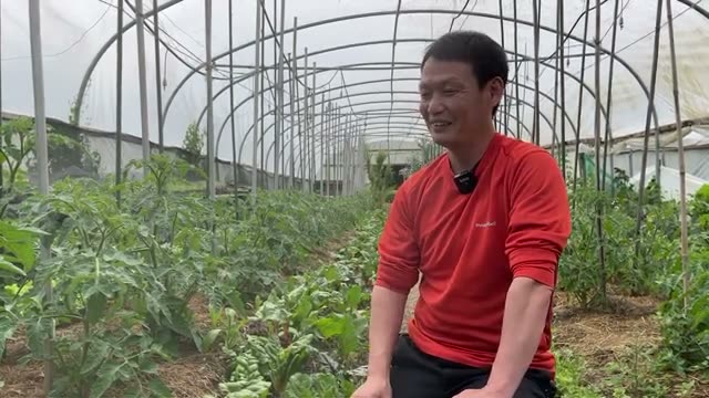 収量アップの秘密は「芽かきを減らし、上へ束ねる」こと