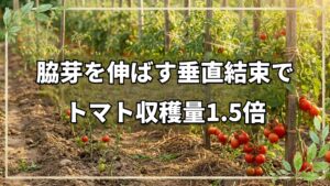 トマト収穫量1.5倍!垂直結束栽培