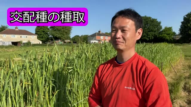 4. 「連作」で土を育てるポイント|市販苗でも連作できるのか?