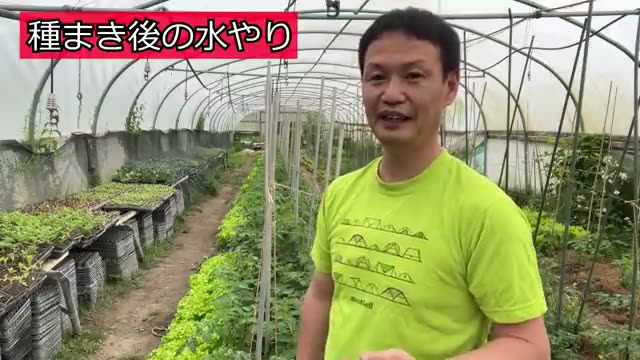 育苗と種まき後の水やり:露地とハウスでの明確な違い