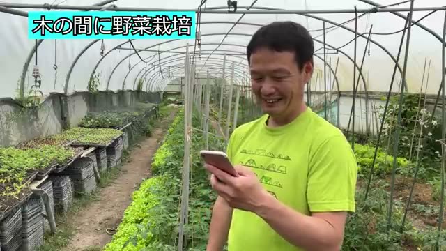 庭の木と木の間で野菜は育つ?日照に合わせた野菜選び