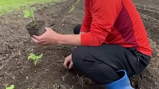 3. ケールの定植と「野菜を信じる」大らかさ