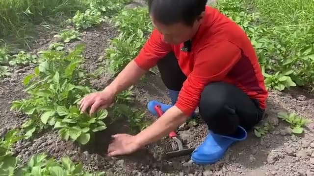 なぜジャガイモには「土寄せ」が欠かせないのか