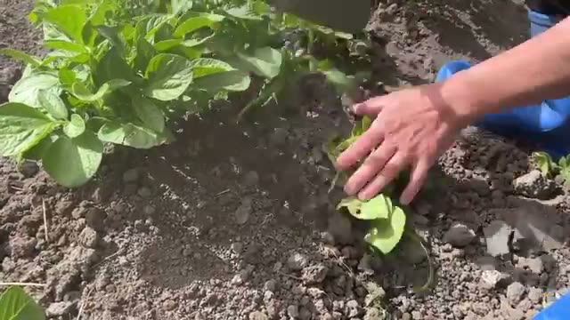 芽かき(間引き)は必要か?