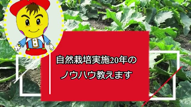 自然栽培ならではの観察眼:健康な葉は「黄緑色」