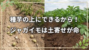 ジャガイモ栽培で土寄せが必須な理由