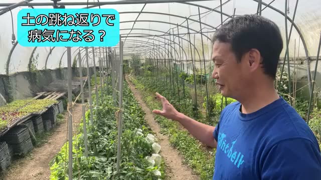 自然栽培の実践から見る「泥跳ね」の真実