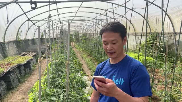 トマトの垂直仕立てや栽培の工夫