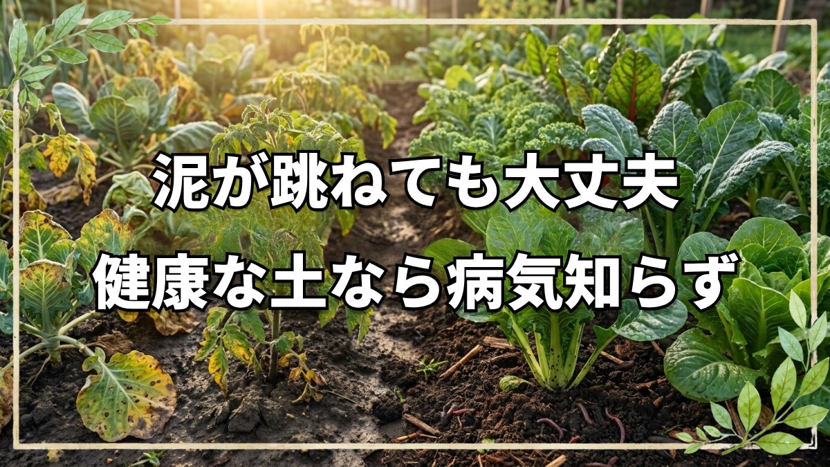 泥跳ねで野菜は病気に？土と病気の真実