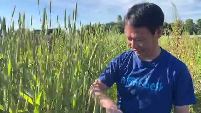 種取り用の区画と多年生野菜