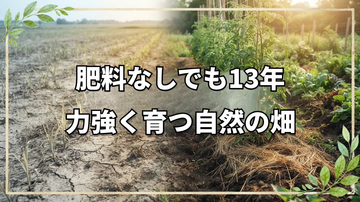 肥料・堆肥なしで13年。自然栽培の圃場に見る6月中旬の野菜と果樹の生育状況