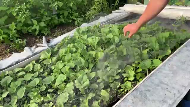 定植を待つ苗と自家採種野菜の生命力