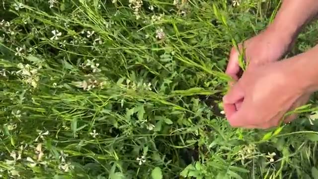 土の力と自家採種がもたらす可能性