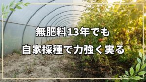 【自然栽培13年】無肥料・無農薬のポリトンネル栽培|6月中旬の生育状況と自家採種の力